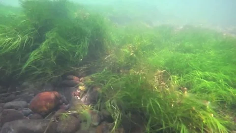 Dice snake diving in a river in austria, natrix tessellata Stock Footage 126965289