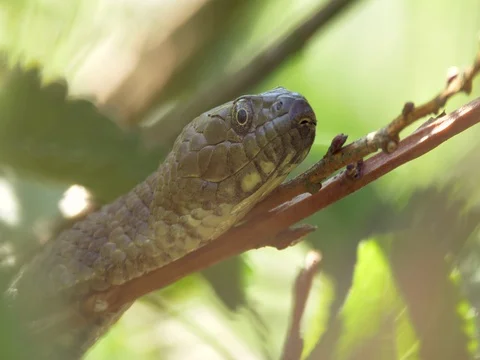 Dice snake (Natrix tessellata) in bush Stock Footage 80795129
