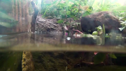 Dice snake (Natrix tessellata) Stock Footage 259165812