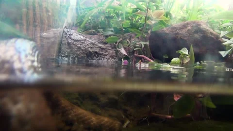 Dice snake (Natrix tessellata) Stock Footage 259165835