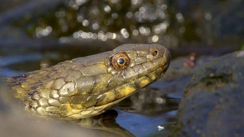 Dice snake (Natrix tessellata) in river Stock Footage 94569805