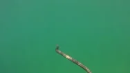 Dice Snake (Natrix Tessellata) Is Swimming In The Water Column. Stock Footage