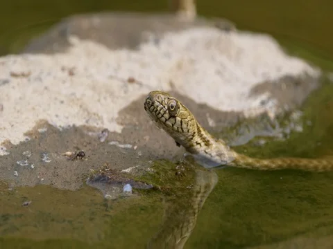 Dice snake (Natrix tessellata) in water Vídeo Stock 80794550