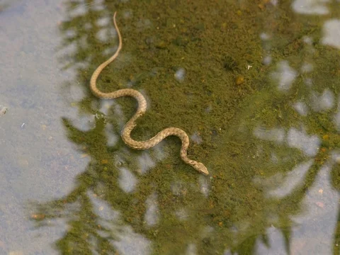 Dice snake (Natrix tessellata) in water Stock-Footage 80794647