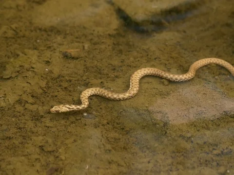 Dice snake (Natrix tessellata) in water Vídeo Stock 80794762