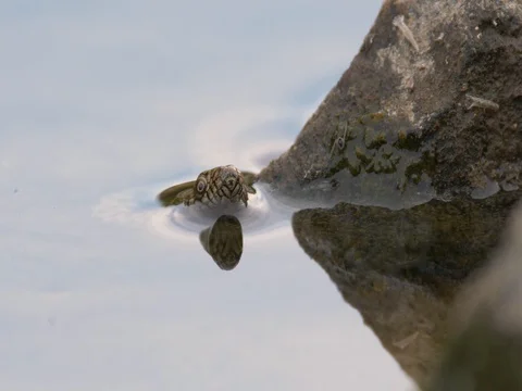 Dice snake (Natrix tessellata) in water Stock-Footage 80794796