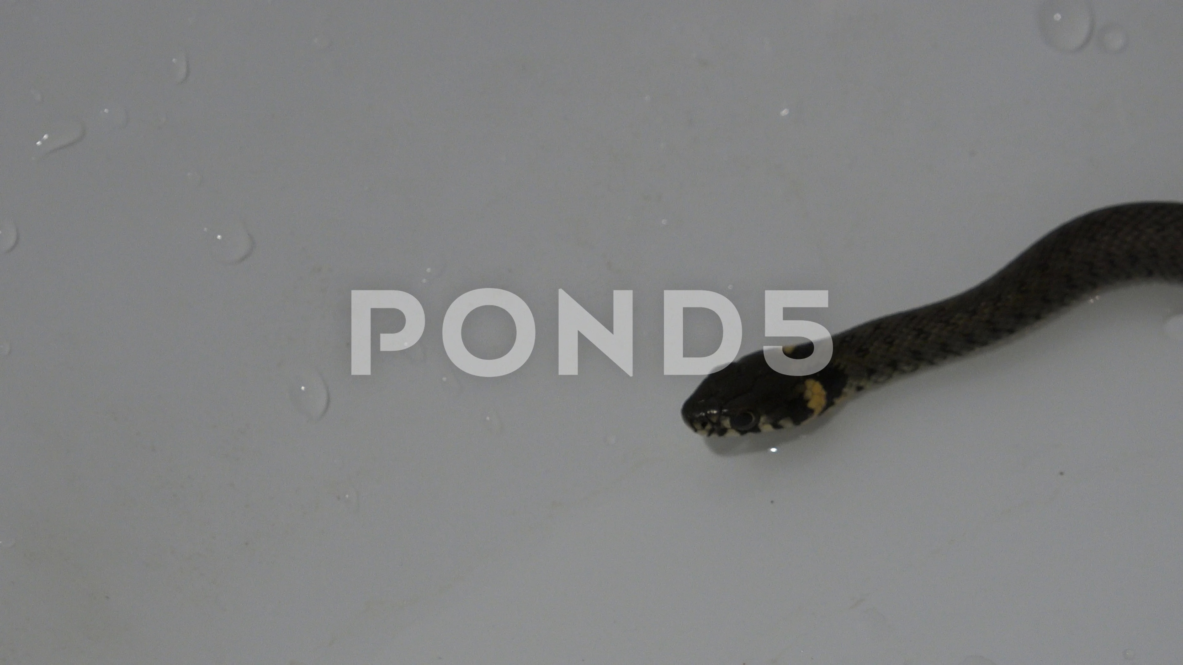 Grass Snake - Natrix Natrix Stock Image - Image of nature, defense