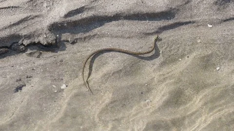 The dice snake in a river with crystal clear water, Natrix tessellate Stock Footage 276085646