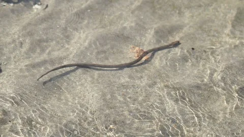 The dice snake in a river with crystal clear water, Natrix tessellate Stock Footage 277757013