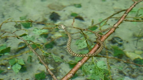 Dice snake in the river. Snake searching for prey in water in nature Stock Footage 199628406