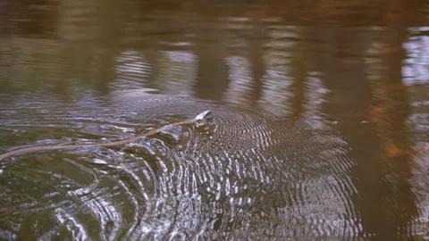 Dice Snake Swims in River. Slow Motion. Stock Footage 135756954