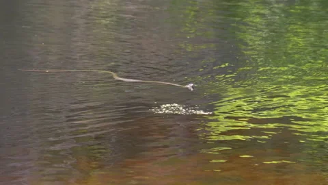Dice Snake Swims in River. Slow Motion. Stock Footage 135779791