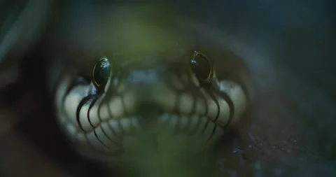 Dice Snake Swims through Marshes of Swamp Thickets and Algae. Natrix Stock Footage 139390201