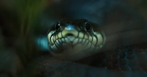 Dice Snake Swims through Marshes of Swamp Thickets and Algae. Natrix Stock Footage 139714549