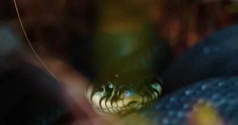 Dice Snake Swims through Marshes of Swamp Thickets and Algae. Natrix Stock Footage 142609557