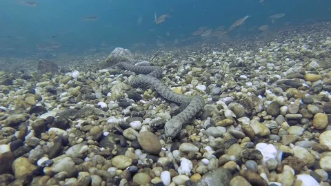 Dice snake underwater Video stock 115237742