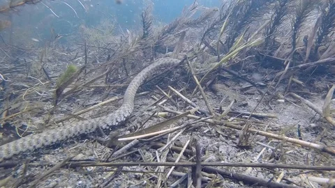 Dice snake underwater video Stock Footage 115237740