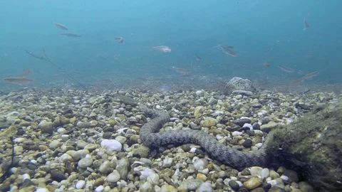 Dice snake underwater video 스톡 동영상 115237749