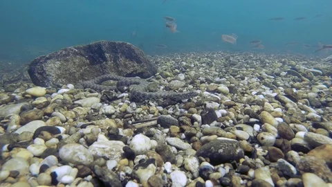 Dice snake underwater video Stock Footage 115237755