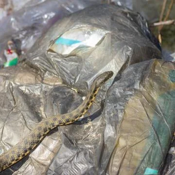 Dice snake warming up the body while lying on black polyethylene packages Foto stock