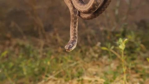 Dice snake. Water Snake basking on a branch. Reptile, reptiles, Wild nature Stock Footage 203742449