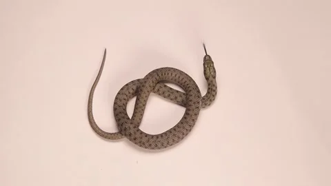 Dice snake on a white background, water snake  Reptile isolated. wildlife Stock Footage 205515742