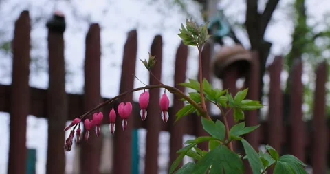 Dicentra spectabilis Stock Footage 262001553