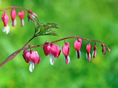 Dicentra spectabilis Foto stock