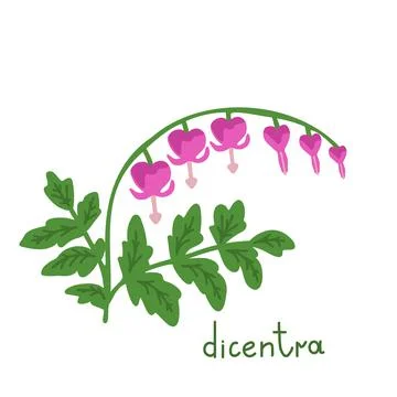 DIcentra vector illustration Stock Illustration