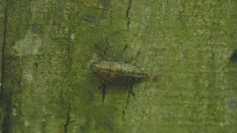 A Dicerca berolinensis beetle on a tree trunk in a mountain forest Stock Footage 334657333