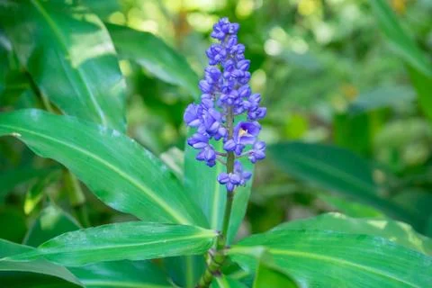 Dichorisandra Thyrsiflora Foto stock