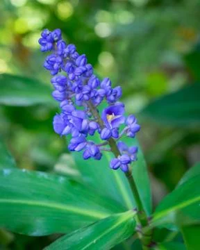 Dichorisandra Thyrsiflora Stock Photos