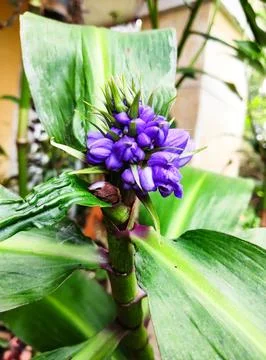 Dichorisandra thyrsiflora Stock Photos