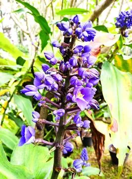 Dichorisandra thyrsiflora Stock Photos