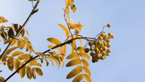 Dichromatic colour blind vision simulation - Stock Footage 91356904
