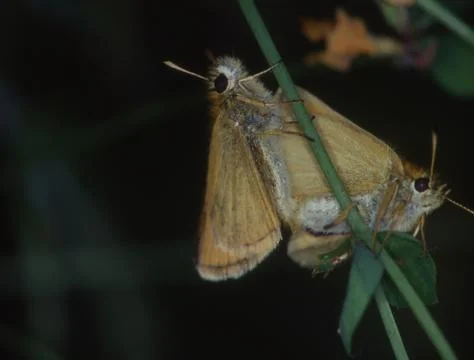 Dickkopffalter in Kopolation Stock Photos