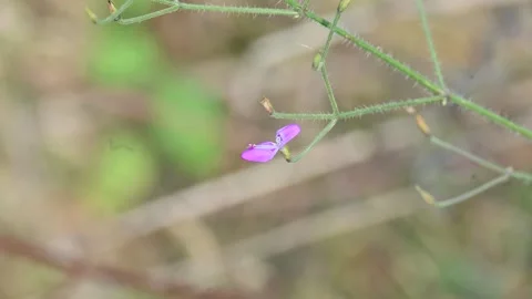 Dicliptera paniculata or Panicled Foldwing flower. 库存影片 324485206