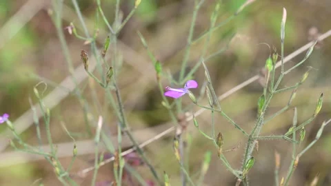 Dicliptera paniculata or Panicled Foldwing flower. Stock Footage 324485243