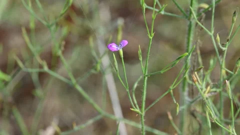 Dicliptera paniculata or Panicled Foldwing flower. Stockbeeldmateriaal 324485257