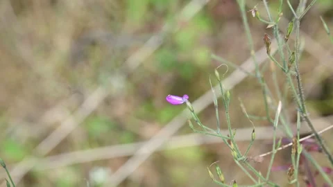 Dicliptera paniculata or Panicled Foldwing flower. Видео 324485290