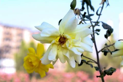 Dicotyledon Foto stock