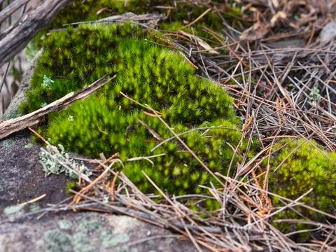 Dicranum Moss Stock Photos