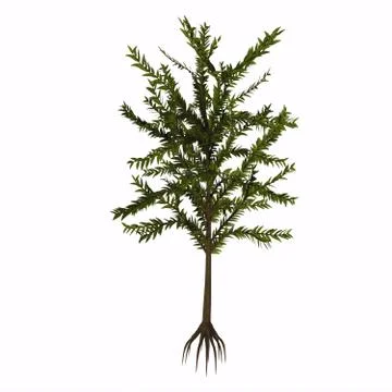 Dicroidium sp Tree Stock Illustration