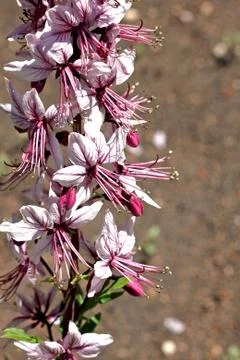 Dictamnus caucasicus Stock Photos