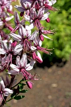 Dictamnus caucasicus Stock Photos