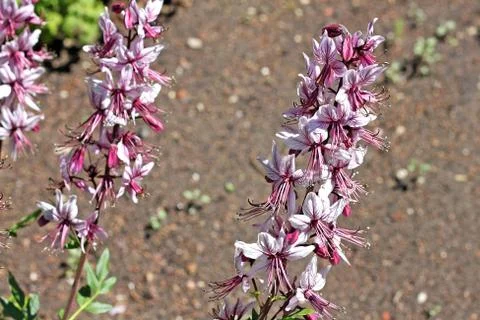 Dictamnus caucasicus Stock Photos