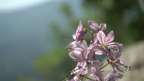 Dictamnus Stock Footage 119916964