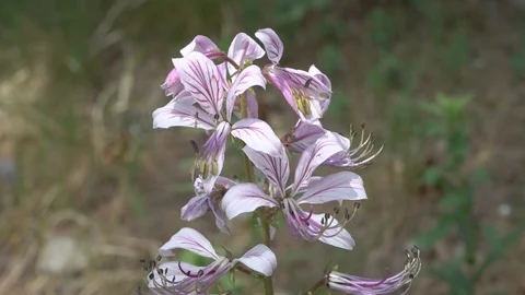 Dictamnus Stock Footage 119916970