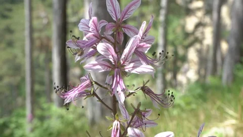 Dictamnus Stock Footage 119916974