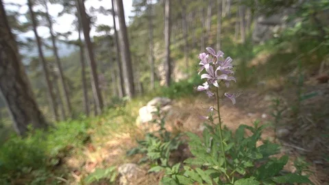 Dictamnus Stock Footage 119916980